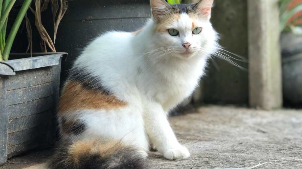 Penyebab Kucing Pilek Terungkap dari Virus hingga Lingkungan, Ini Tanda dan Cara Menanganinya